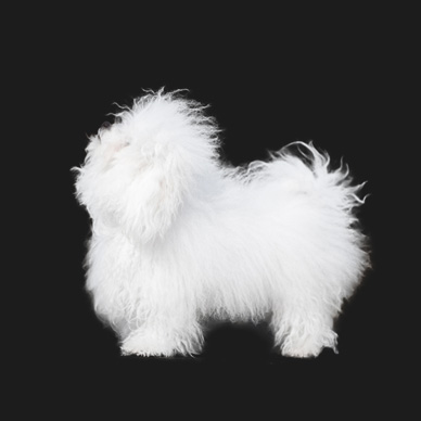 Akhbota (FCI) – PL